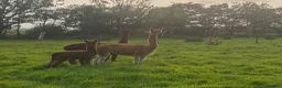 Alpaca livestock for sale: Mixture of Alpacas for sale  - Advert 1
