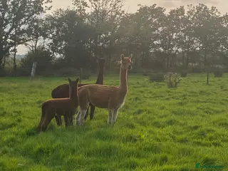 Alpaca livestock Mixture of Alpacas for sale - Advert 11