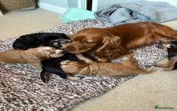 Cocker Spaniel dogs for sale: 🐾 Adorable Cocker Spaniel Puppies  - Image 10