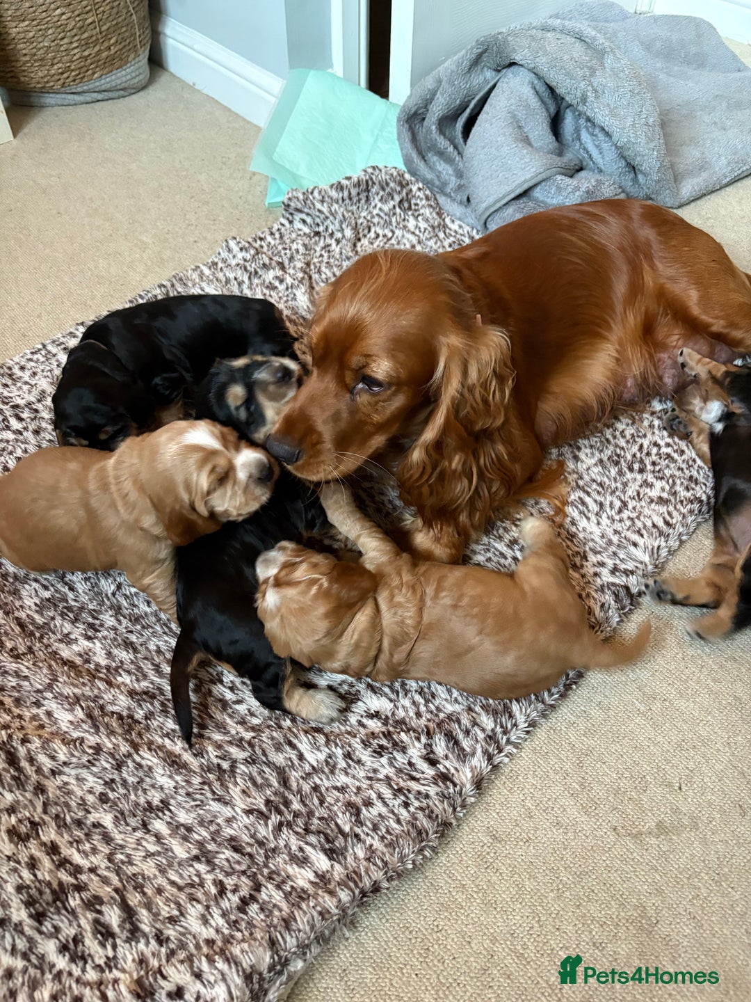 Cocker Spaniel dogs for sale: 🐾 Adorable Cocker Spaniel Puppies  - Image 10