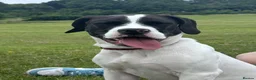 Mixed Breed dogs for sale: Milo  - Advert 2