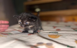 Mixed Breed cats for sale: Maine Coon mix  - Image 12
