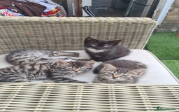 Mixed Breed cats for sale: 5 beautiful tabby cats longline/shorthair  - Image 7