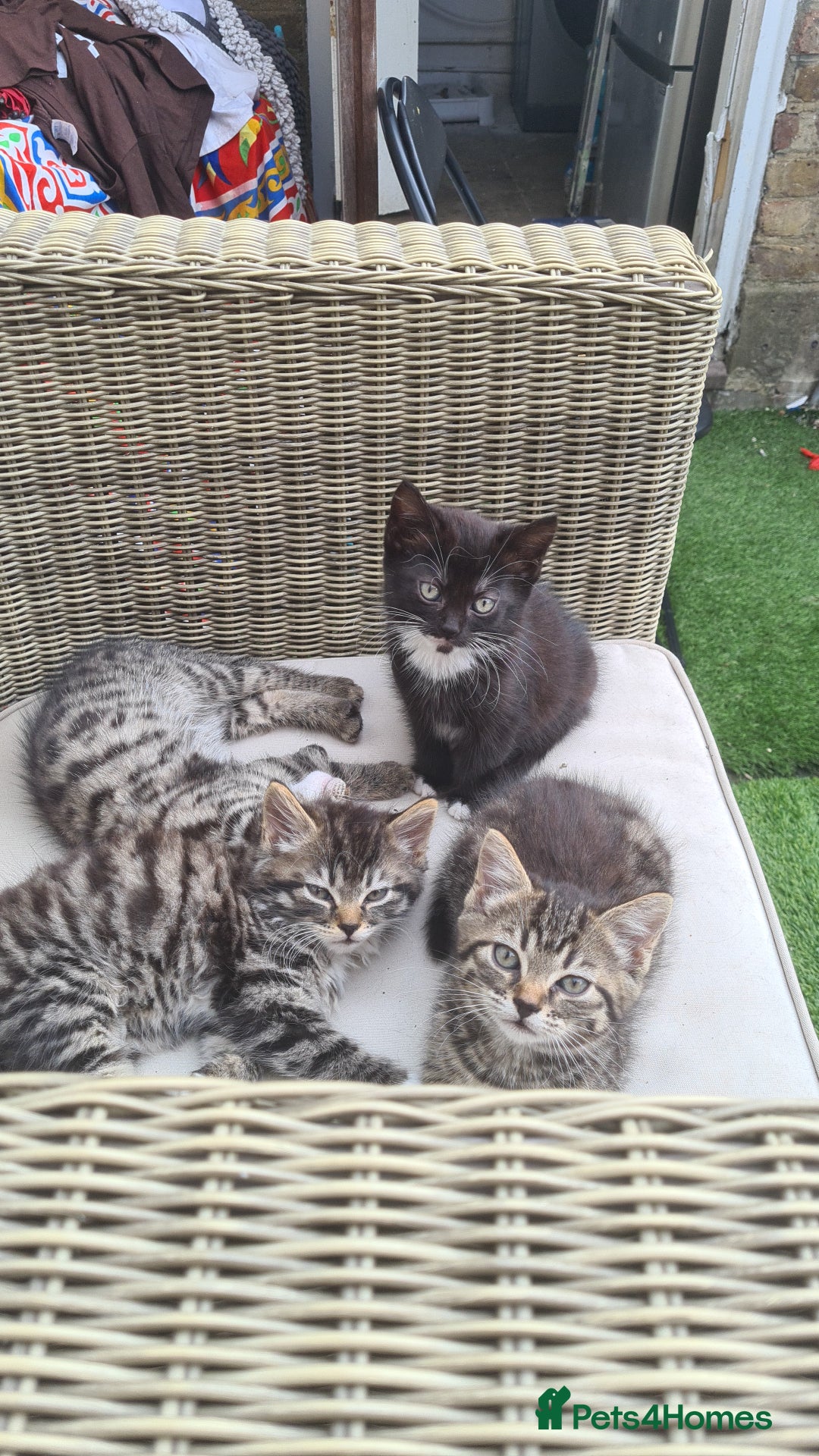 Mixed Breed cats for sale: 5 beautiful tabby cats longline/shorthair  - Image 7