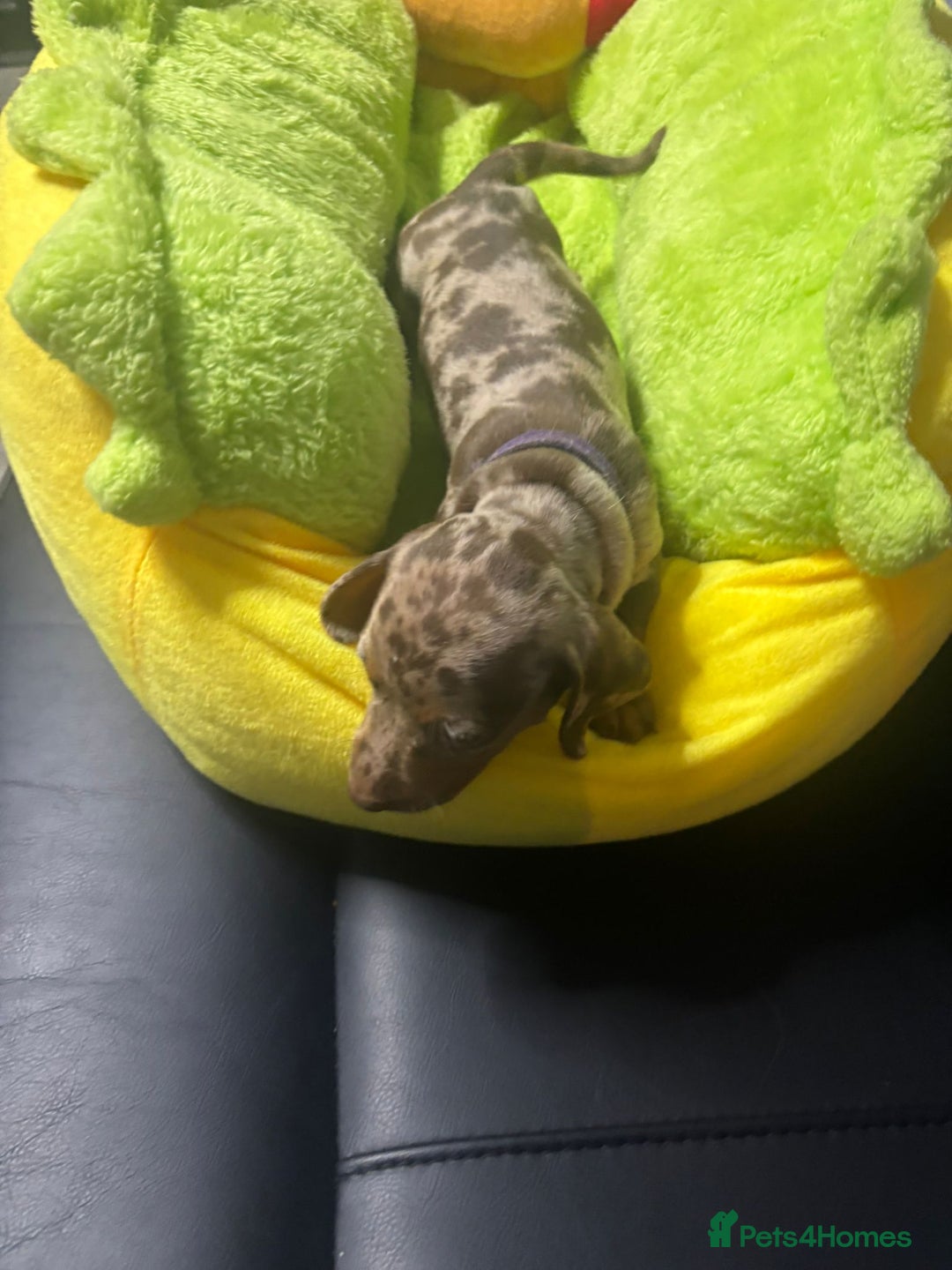 Dachshund dogs for sale: Miniature Dachshund pups £1000 - Image 10