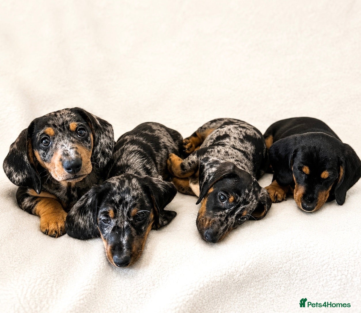 Miniature Dachshund dogs Mini dachshund pupies KC reg DNA tested parents - Advert 1