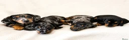 Miniature Dachshund dogs for sale: 5★ LICENSED BREEDER • KC REG BOYS READY NOW  - Advert 13
