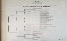 German Shepherd dogs for sale: KC REGISTERED GERMAN SHEPHERD PUPPIES  - Image 10