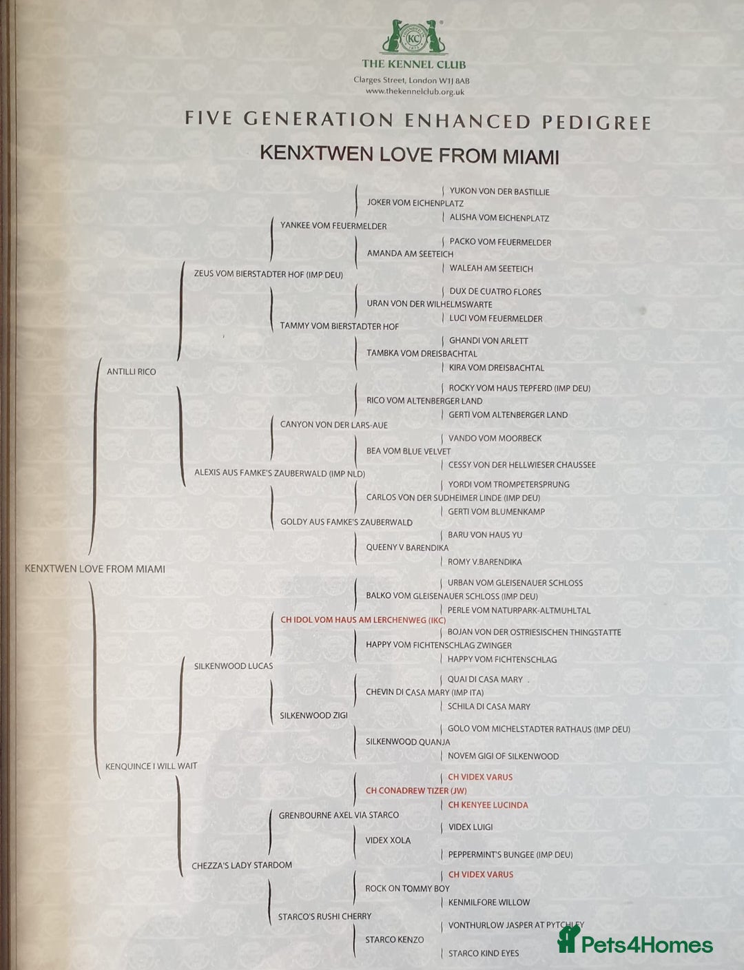 German Shepherd dogs for sale: KC REGISTERED GERMAN SHEPHERD PUPPIES  - Image 10