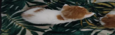 Mixed Breed Kitten 5