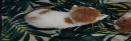 Mixed Breed cats for sale: 🐾 BRITISH SHORTHAIR X PERSIAN KITTENS FOR SALE 🐾 in Liverpool - Advert 2