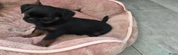 Griffon Bruxellois dogs for sale: Gorgeous griffs - Advert 8