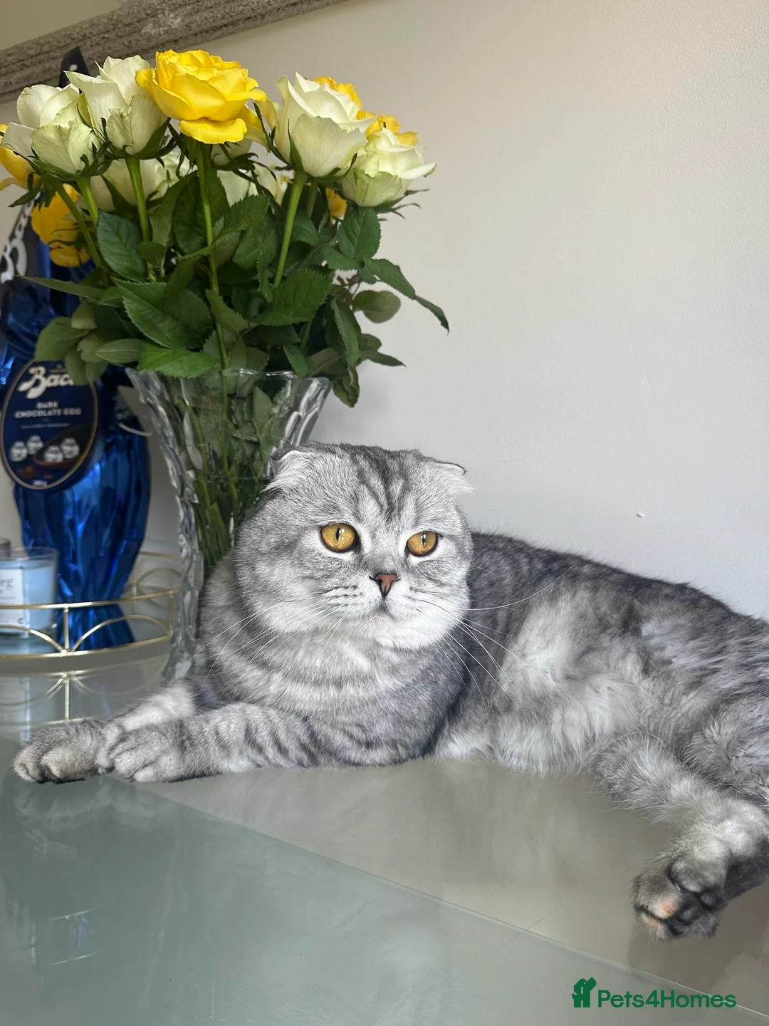 Scottish Fold cats for sale: Two adorable Scottish fold and straight kittens - Advert 14