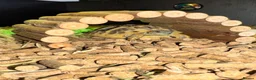Hermann Tortoise reptiles for sale: Hermann Tortoise in Blackwood - Advert 17