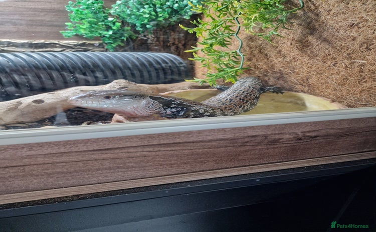 Skink reptiles - Advert 3