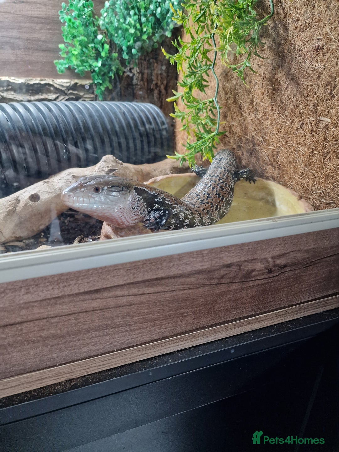Skink reptiles for sale: Blue Tongue Skink - Image 1