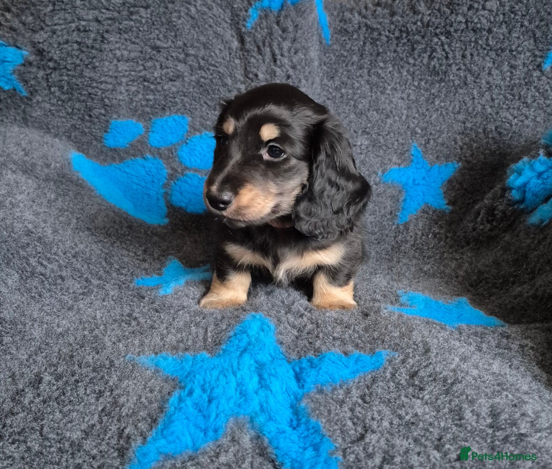 Miniature Dachshund dogs for sale: Long Hair Miniature Dachshund Puppy - Advert 4
