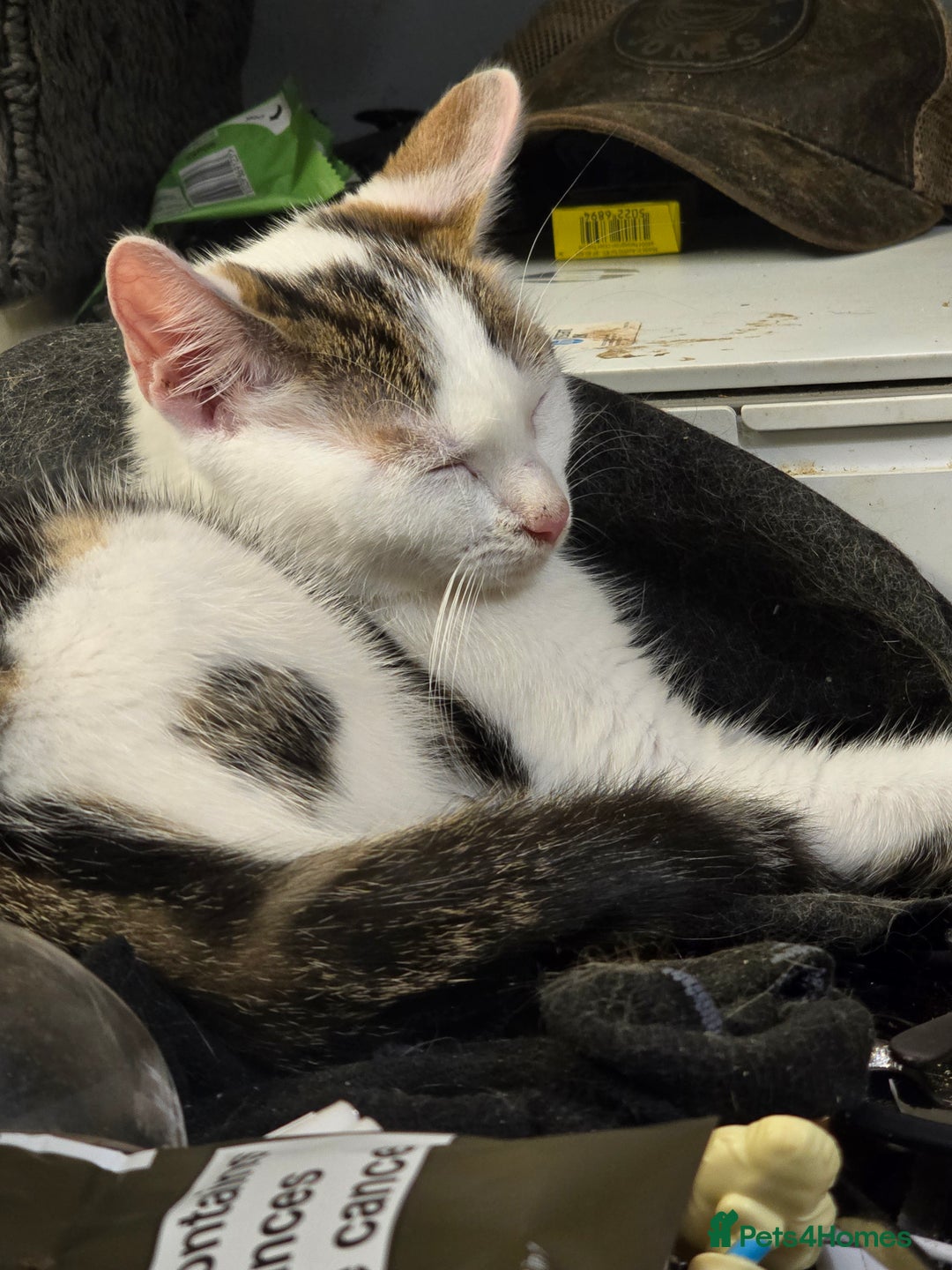 Domestic Shorthair cats for sale: Kittens for sale - Image 2