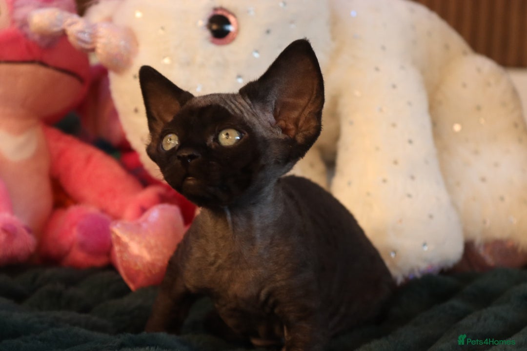 Devon Rex cats for sale: 🎉❤️Beautiful and healthy Devon Rex boy❤️🎉 - Advert 4