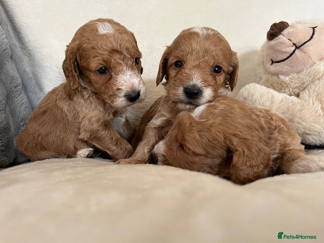 Cockapoo dogs for sale: Cockapoo puppies - DNA Health test clear  - Image 19