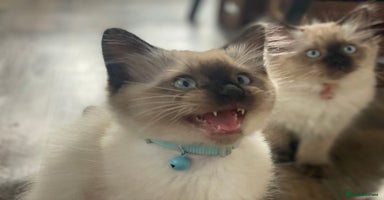 Ragdoll cats - Advert 7