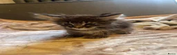 Maine Coon cats for sale: Maine coon - Advert 8
