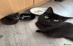 Mixed Breed cats for sale: Two beautiful Bombay/ Mainecoon kittens  - Image 2