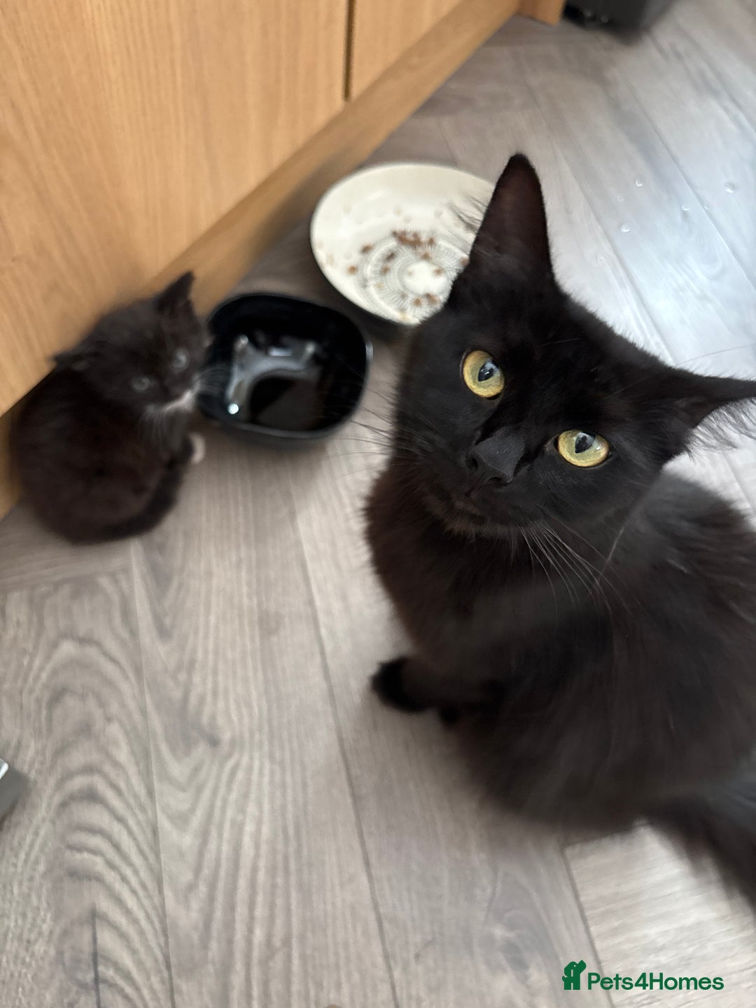 Mixed Breed cats for sale: Two beautiful Bombay/ Mainecoon kittens  - Image 2