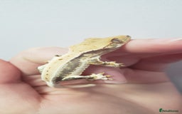 Gecko reptiles for sale: Crested Gecko Gargoyle &  Leachianus Gecko  in Wigston - Image 17
