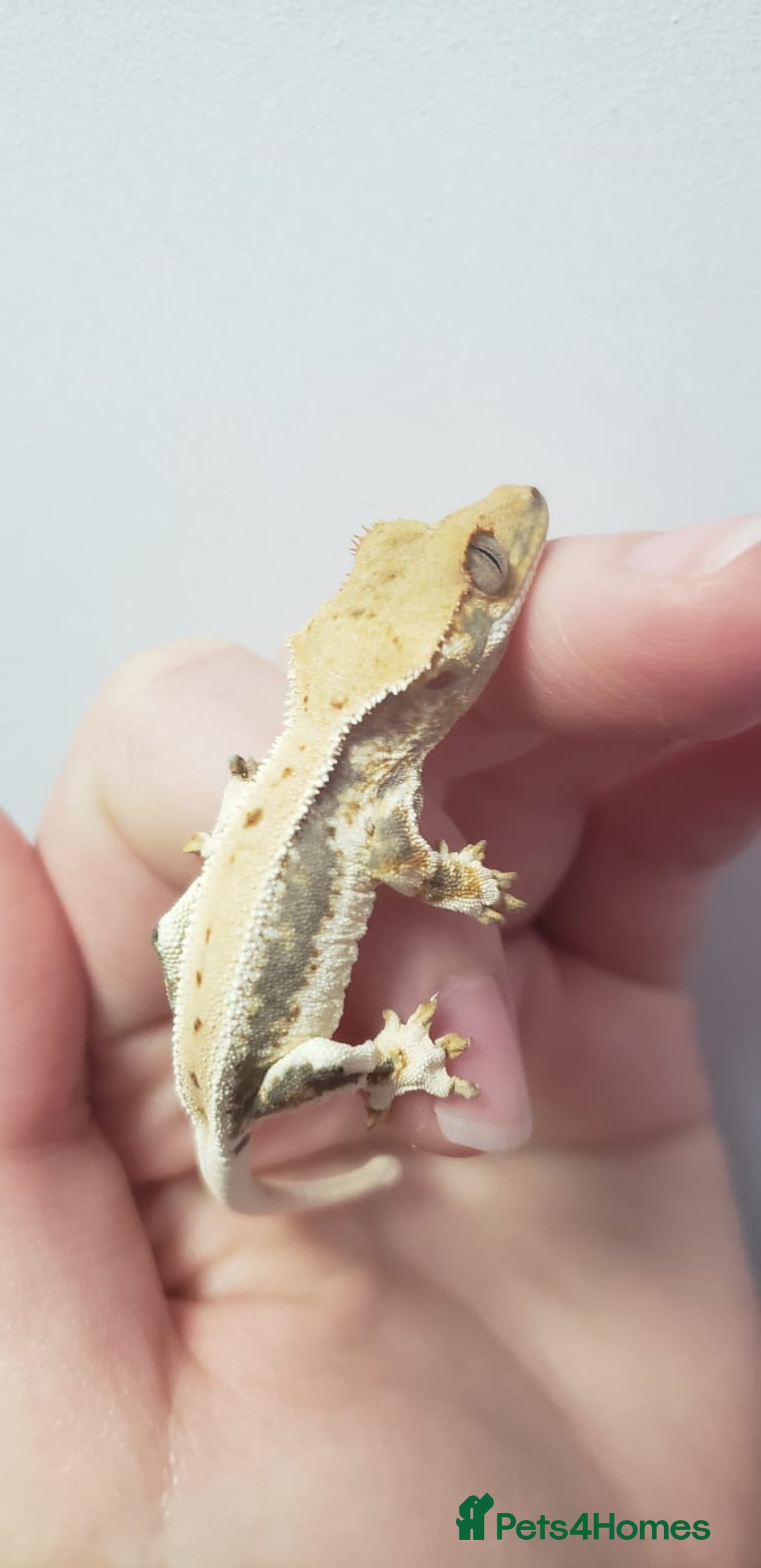 Gecko reptiles for sale: Crested Gecko Gargoyle &  Leachianus Gecko  in Wigston - Image 17