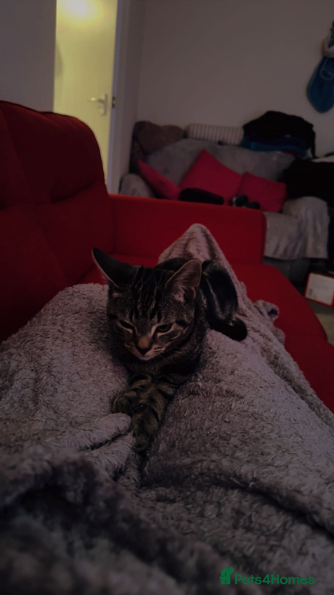 British Shorthair cats for sale: Leo needs a forever home in Wrexham - Advert 2