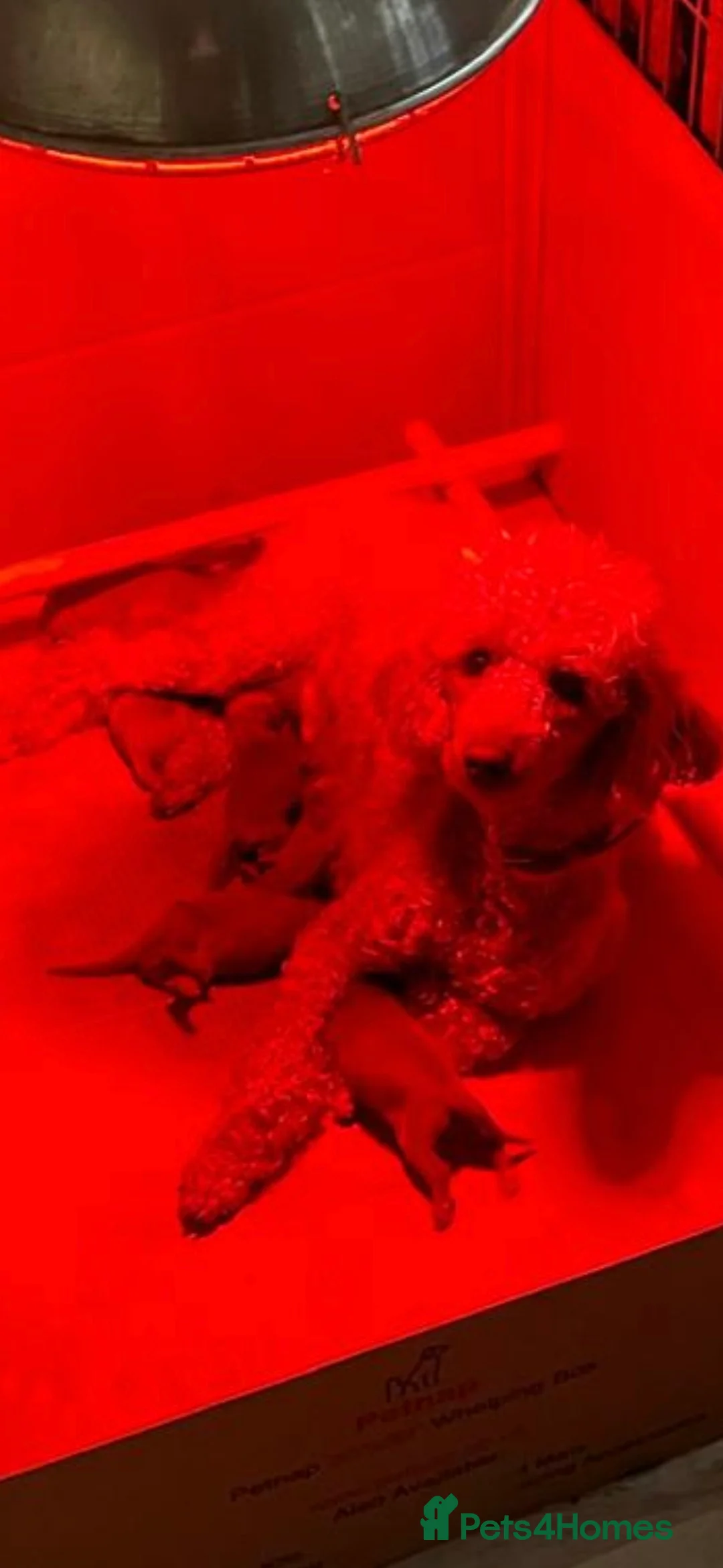 Miniature Poodle dogs for stud: EXTENSIVELY HEALTH TESTED POODLE FOR STUD - Advert 15