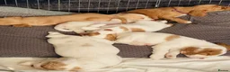 Cocker Spaniel dogs for sale: Red and Lemon & White Working Cocker Spaniels - Advert 3