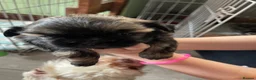 Shih Tzu dogs for sale: imperial karishishi dobie shih tzu in Nottingham - Advert 4