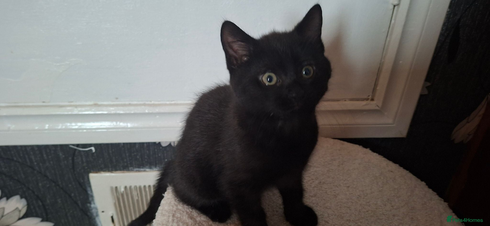 Mixed Breed cats Kitten for sale - Advert 1
