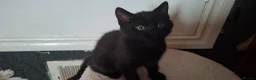 Mixed Breed cats for sale: Kitten for sale in Glenrothes - Advert 1