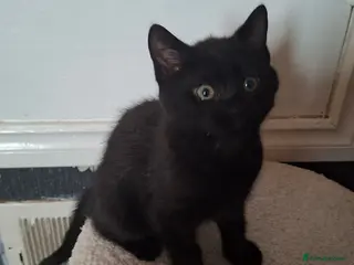 Mixed Breed cats Kitten for sale - Advert 1