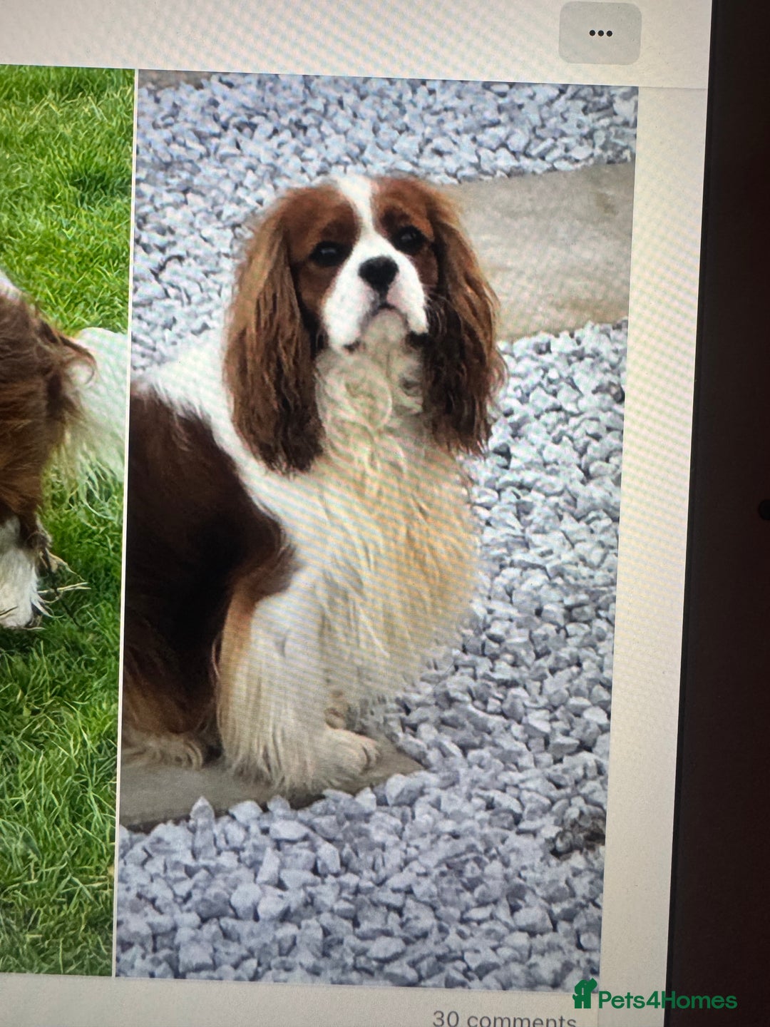 Cavalier King Charles Spaniel dogs for stud: KC Cavalier King Charles for stud - Advert 2