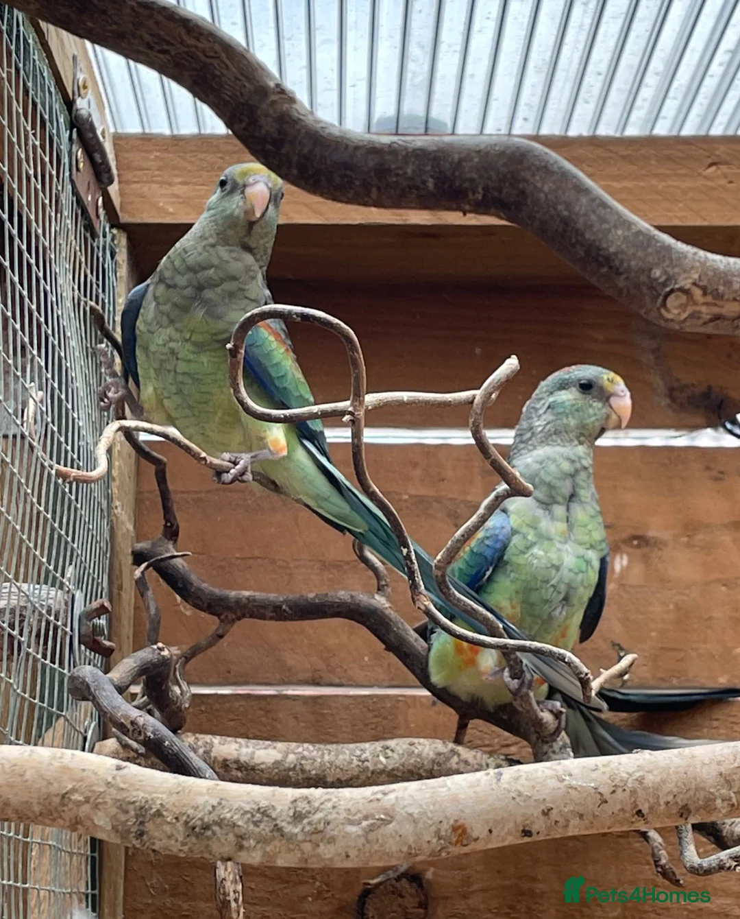 Parakeets birds for sale: Stunning baby Mulga’s (Many Coloured Parrot - Advert 2