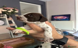 Mixed Breed dogs for sale: Springer Spaniel cross Dalmatian - Image 10