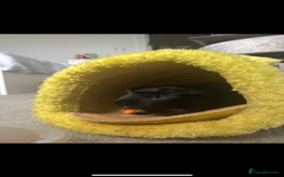 Guinea Pig rodents for sale: 2 male guinea pigs for sale - Image 5