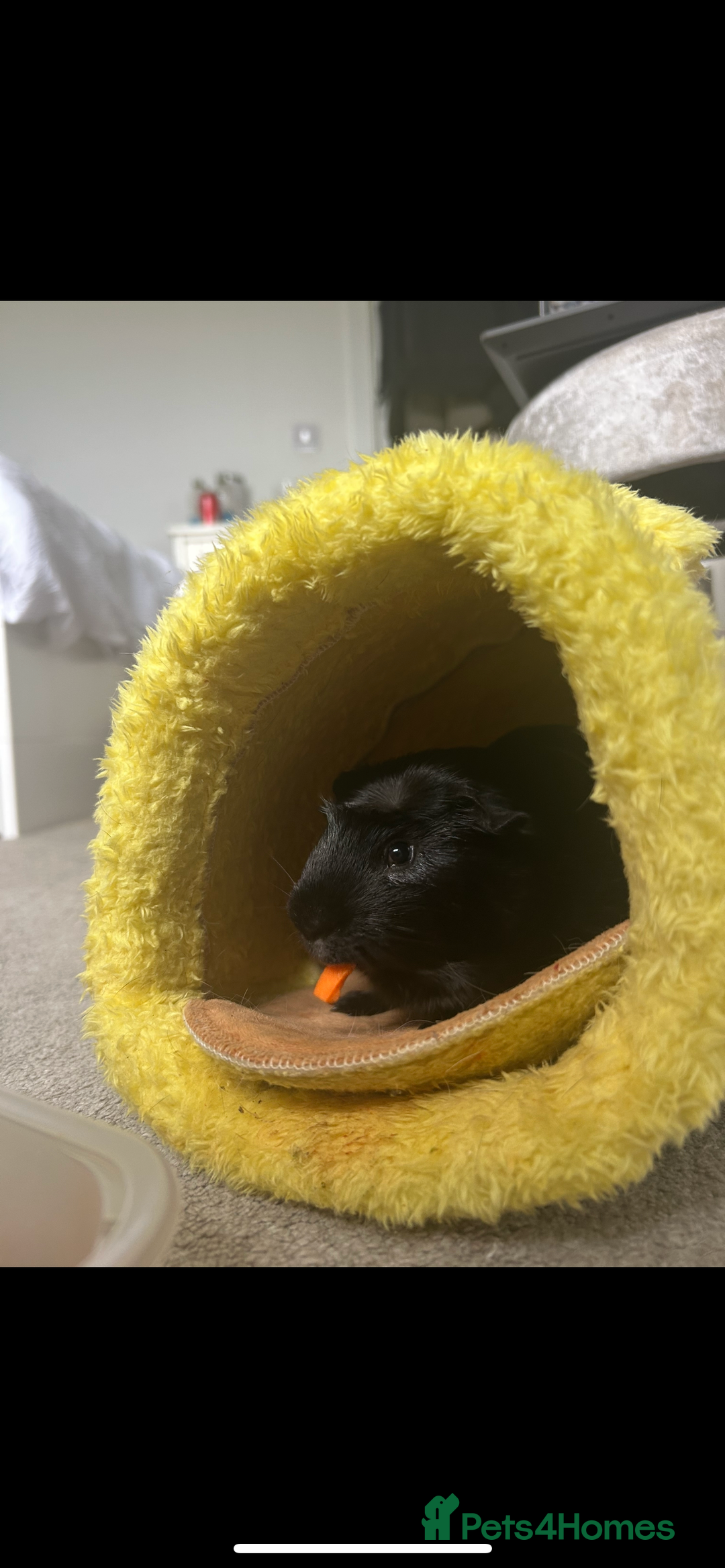 Guinea Pig rodents for sale: 2 male guinea pigs for sale - Image 5