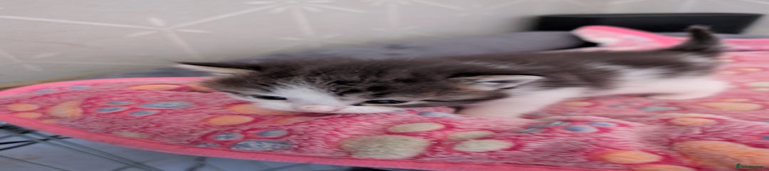 Maine Coon Kitten 2
