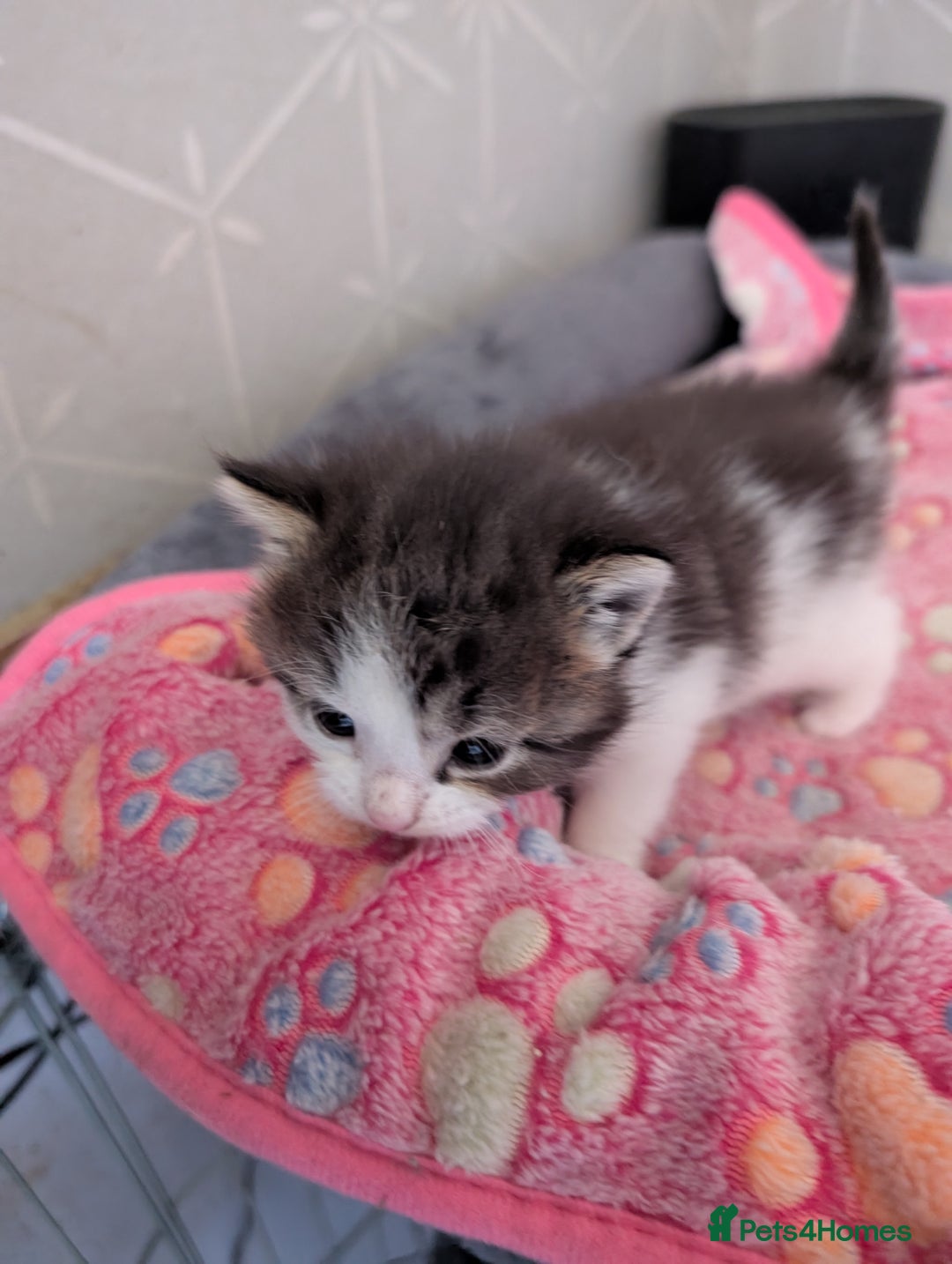 Maine Coon cats for sale: Maine coone Cross  - Image 3