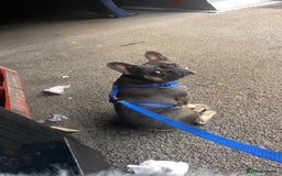 French Bulldog dogs for sale: Male Frenchie 2 years old - Image 5