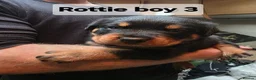 Rottweiler dogs for sale: Rottie pups 4 beautiful boys  - Advert 4