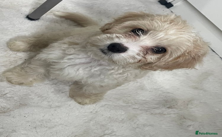 Mixed Breed dogs - Advert 2