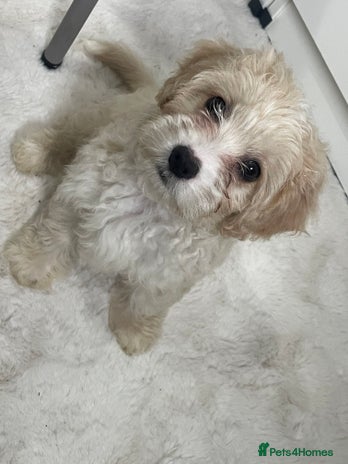 Mixed Breed dogs - Advert 1