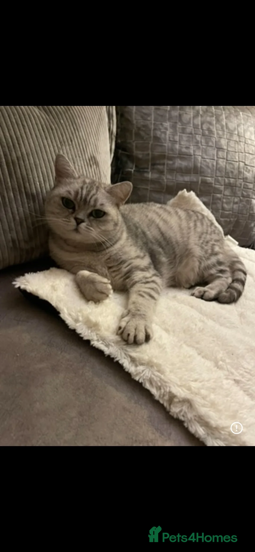British Shorthair cats for sale: Loving home for GCCF reg BSH neuter girl  - Advert 2
