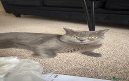 British Shorthair cats for stud: Big boy CJ Blu British short hair for stud  - Image 2